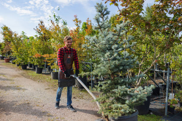 Best Local Tree Services  in USA